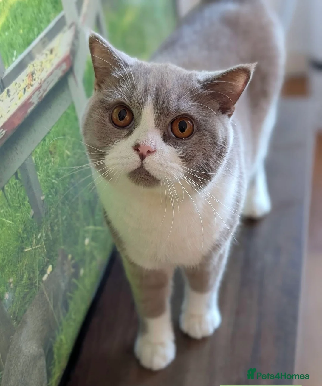 British Shorthair cats for adoption: 1 Year Old British Shorthair with Full Kit - Advert 1