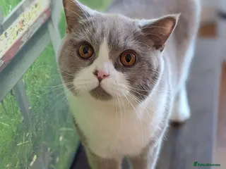 British Shorthair cats 1 Year Old British Shorthair with Full Kit - Advert 2