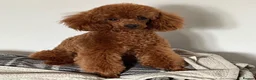 Cavapoo dogs for sale: Stunning Cavapoo Pups  - Advert 4