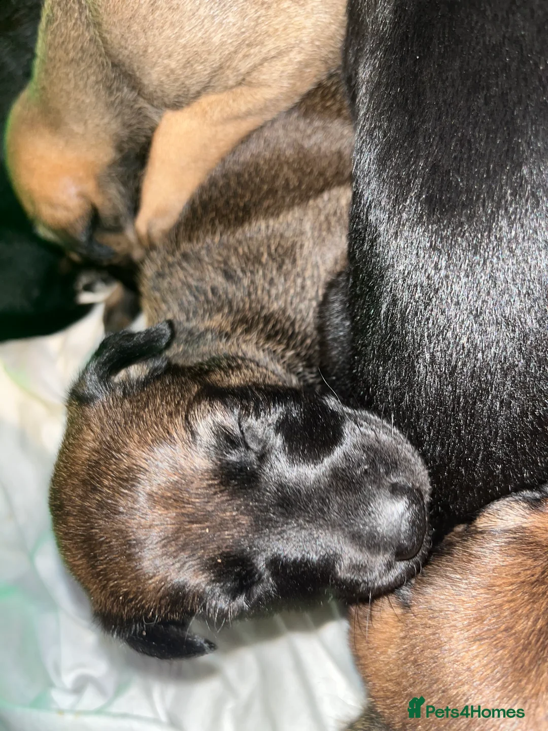 Mixed Breed dogs for sale: Doberman x Malinois x German Shepherd Puppies  - Advert 8