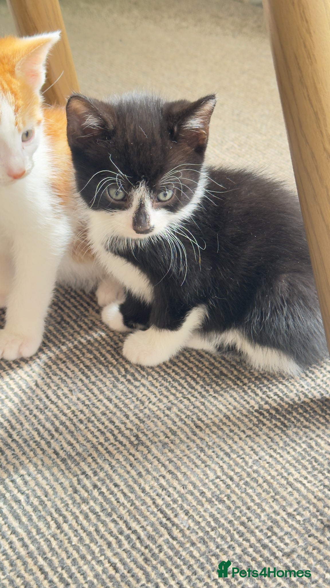 Mixed Breed cats kitten - Advert 1