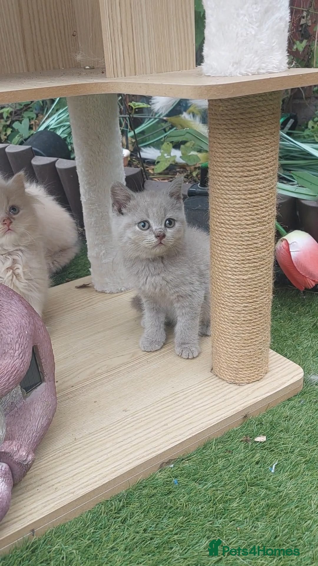 British Shorthair cats for sale: ♥️ Fun Loving British Shorthair Kittens♥️ - Image 9
