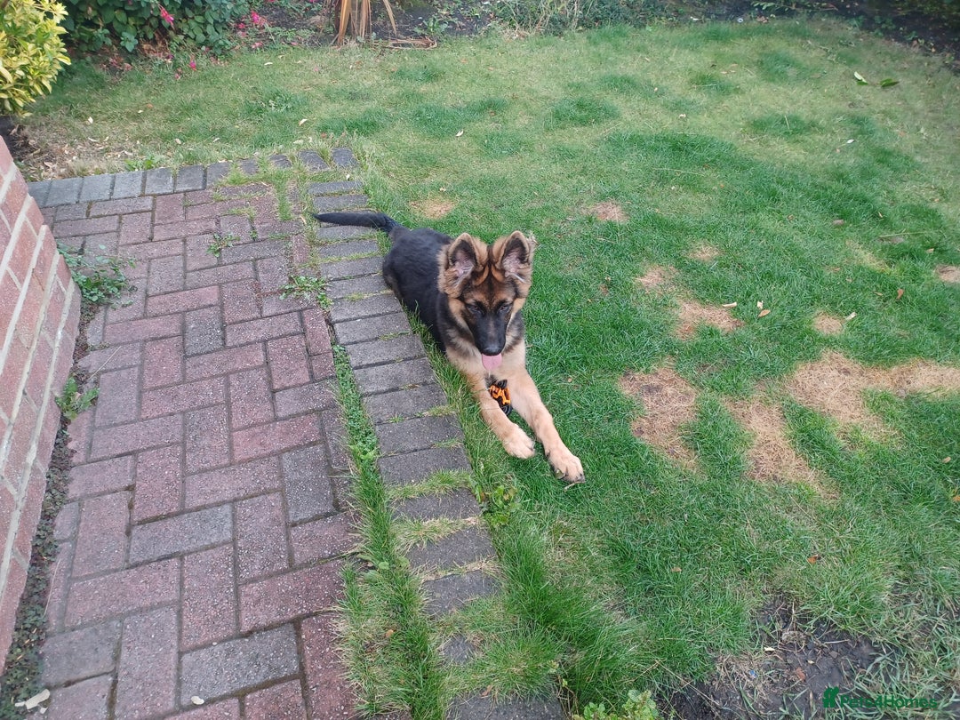 German Shepherd dogs for sale: German shepherd  - Image 3