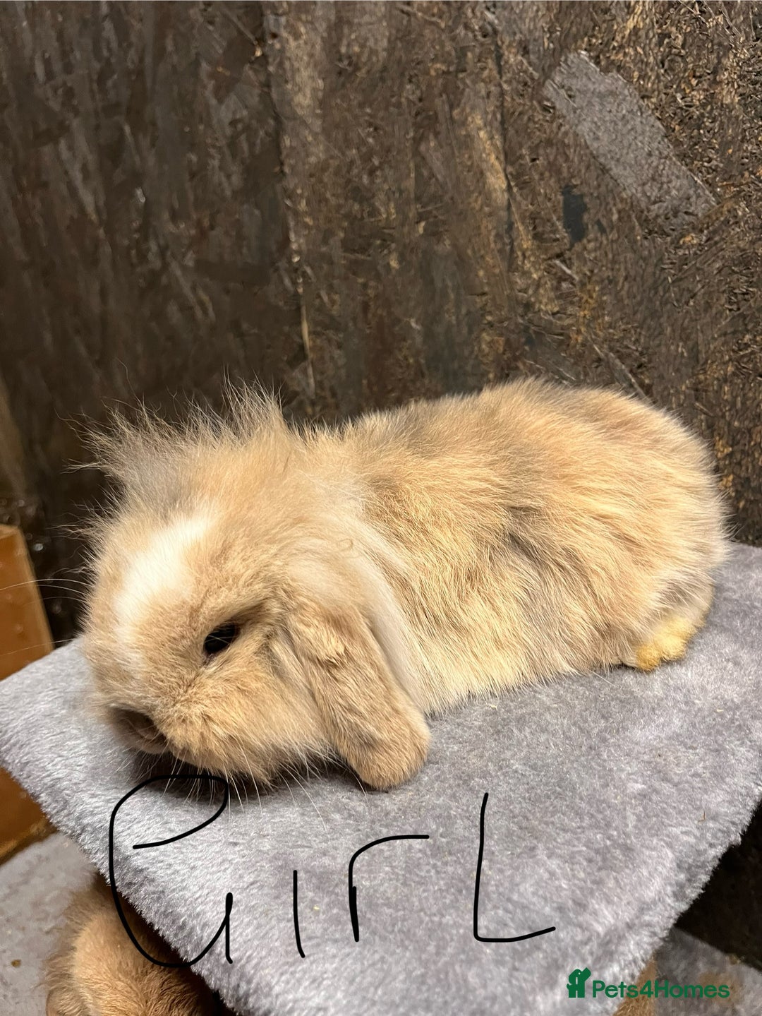 Mini Lop rabbits for sale: Mini lop  - Advert 8