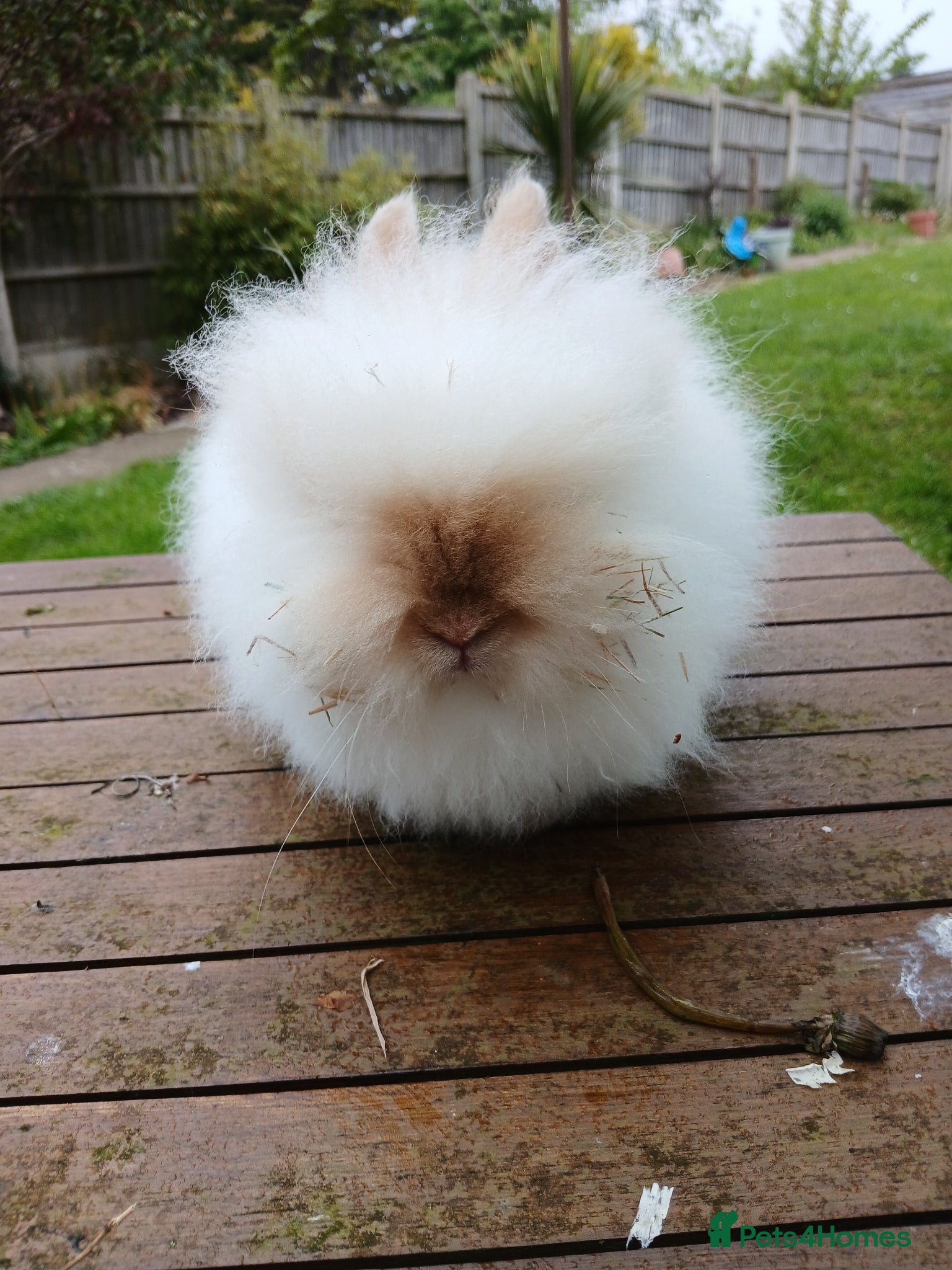 Lionhead rabbits Beautiful babies  - Advert 7