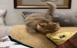 British Shorthair cats for sale: Ready This Weekend Golden Female Kitten  - Advert 12