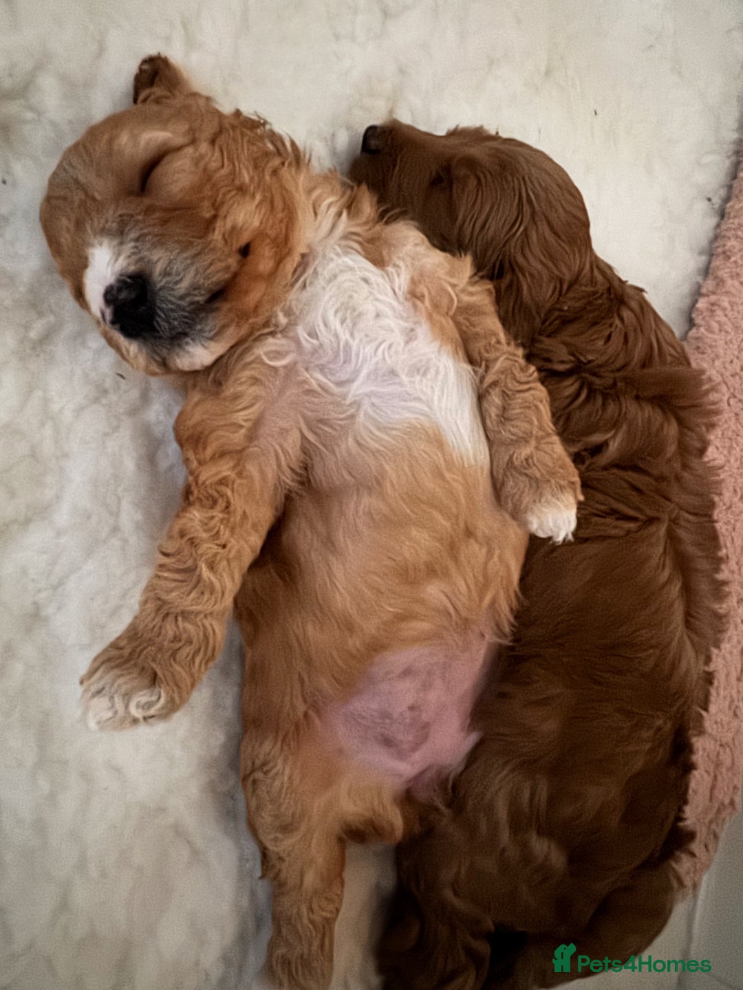 Cavapoo dogs for sale: Australian Cavapoo ! Full panel DNA Tested  - Advert 5