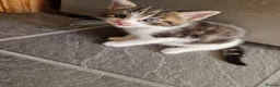 Mixed Breed cats for sale: Maine coon cross - Advert 8