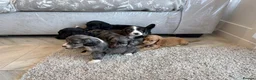 Cocker Spaniel dogs for sale: Cocker spaniel pups - Advert 15