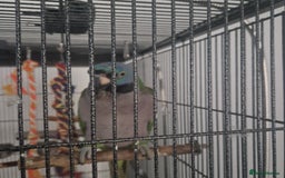 Parakeets birds for sale: Lord derby parakeet - Image 1