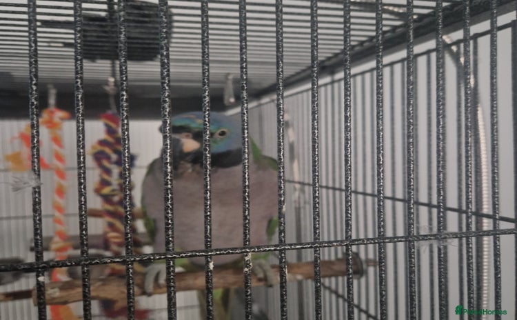 Parakeets birds - Advert 4