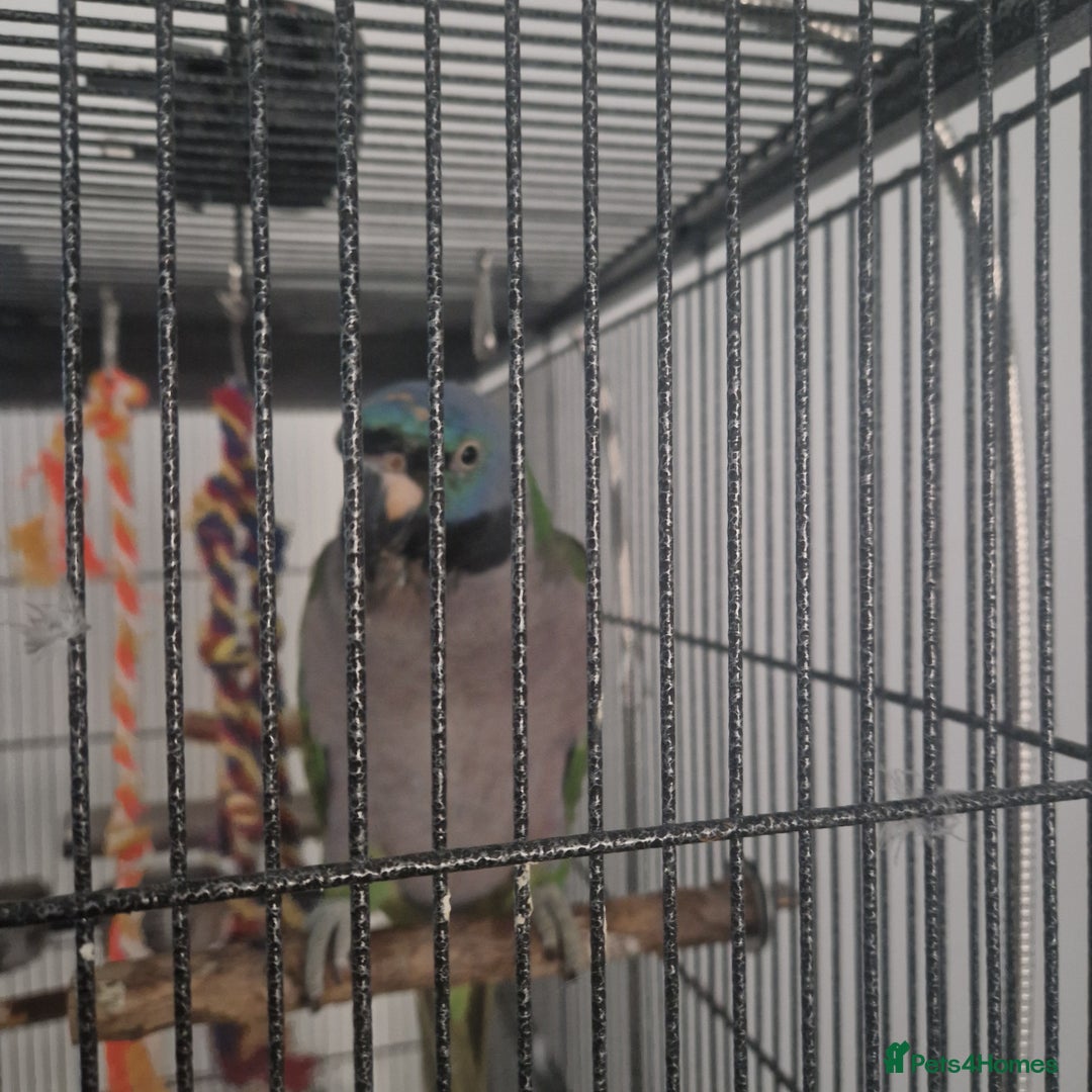 Parakeets birds for sale: Lord derby parakeet - Image 1
