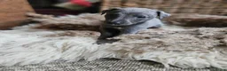 Whippet dogs for sale: Exquisite litter of whippet puppies  in Ormskirk - Advert 21