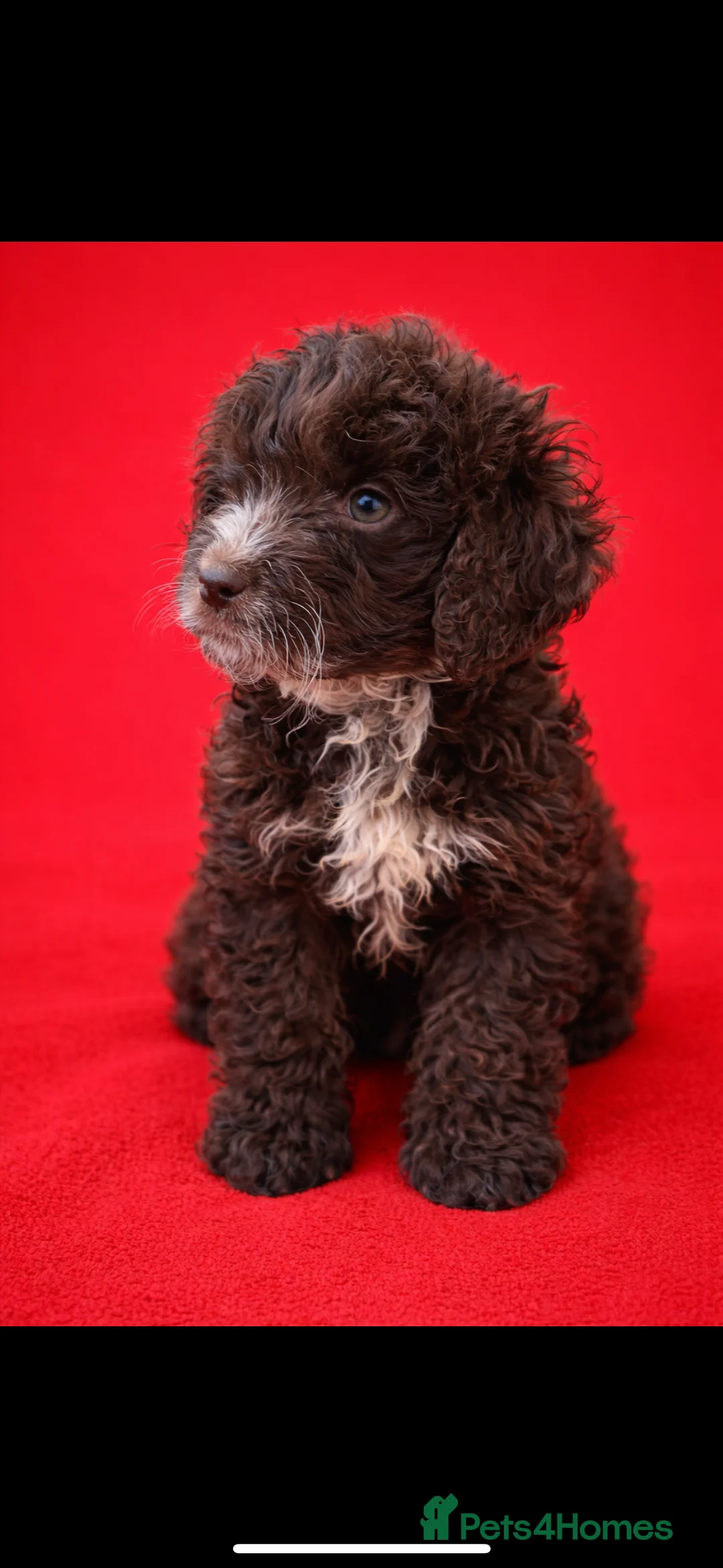 Cockapoo dogs for sale: Stunning  chocolate cockapoo puppies - Advert 5