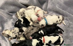 Sheepadoodle dogs for sale: unique midi sheepadoodle babies - Image 2