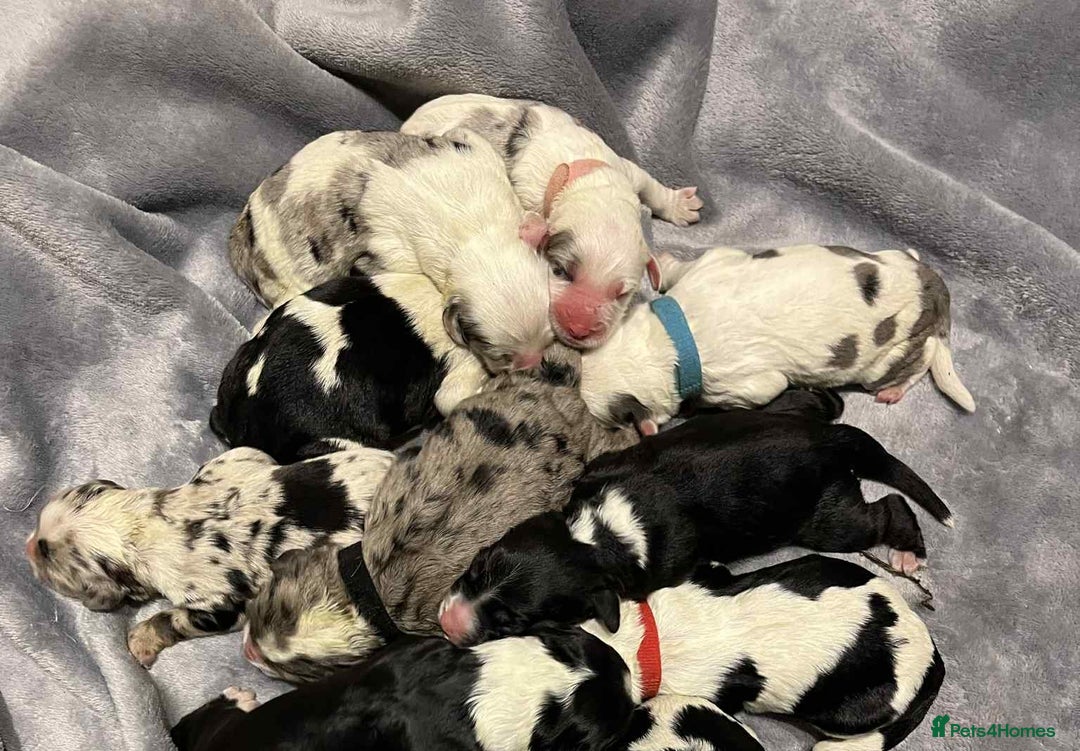Sheepadoodle dogs for sale: unique midi sheepadoodle babies - Image 2