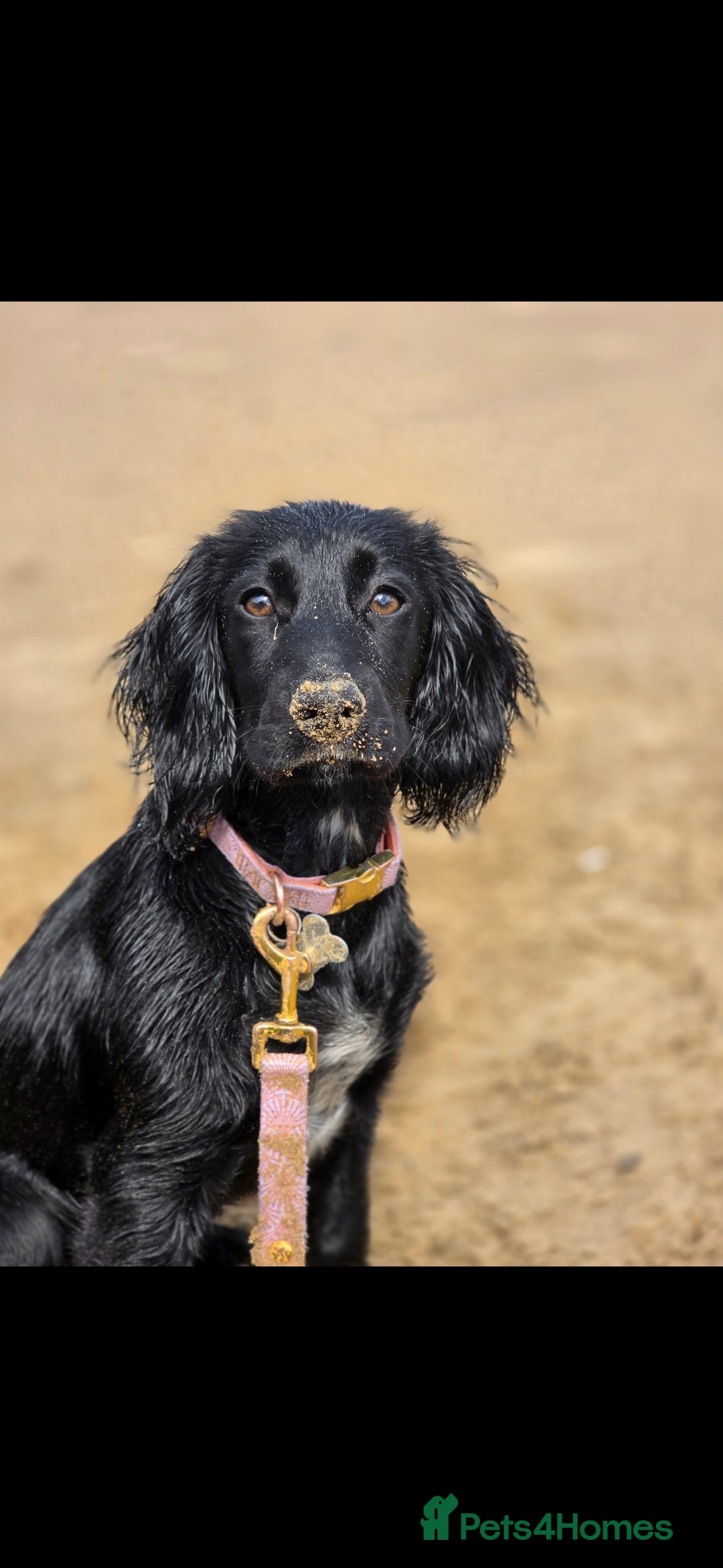 Cocker Spaniel dogs for sale: 6 cocker spaniel puppies  - Advert 3
