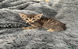 Mixed Breed cats for sale: 7 friendly kittens looking for forever homes - Image 13