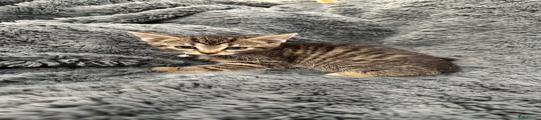 Female tabby 3