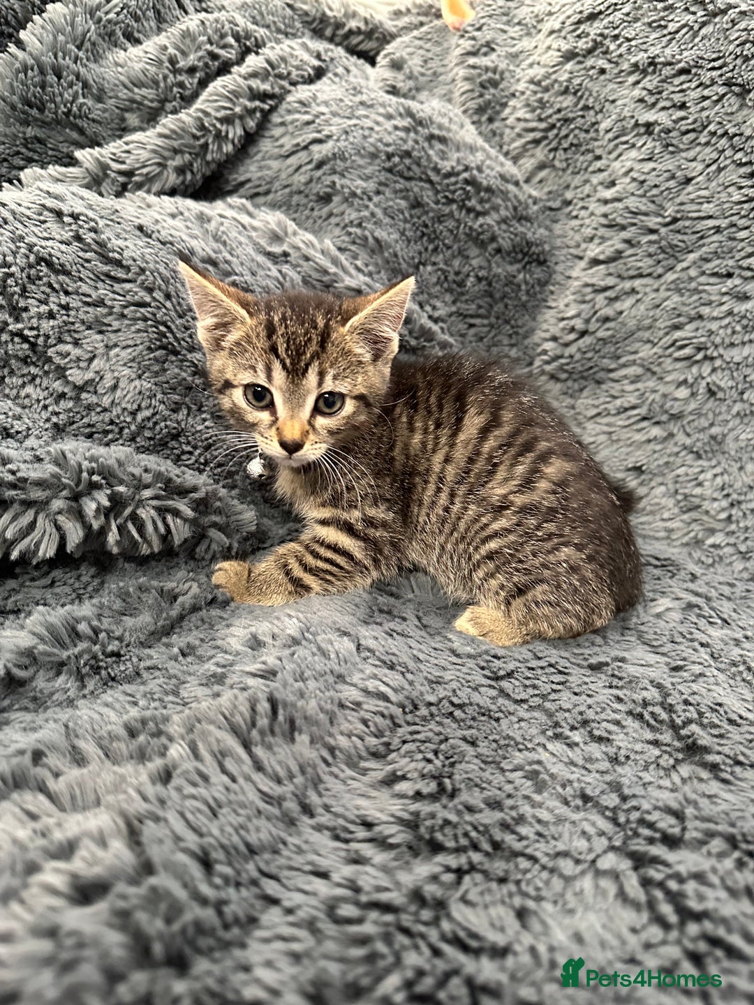 Mixed Breed cats for sale: 7 friendly kittens looking for forever homes - Image 13