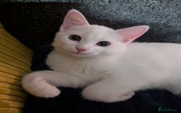 Domestic Shorthair cats for sale: Heartbreaking Rehome-18 month old Pure White Cat x - Image 29
