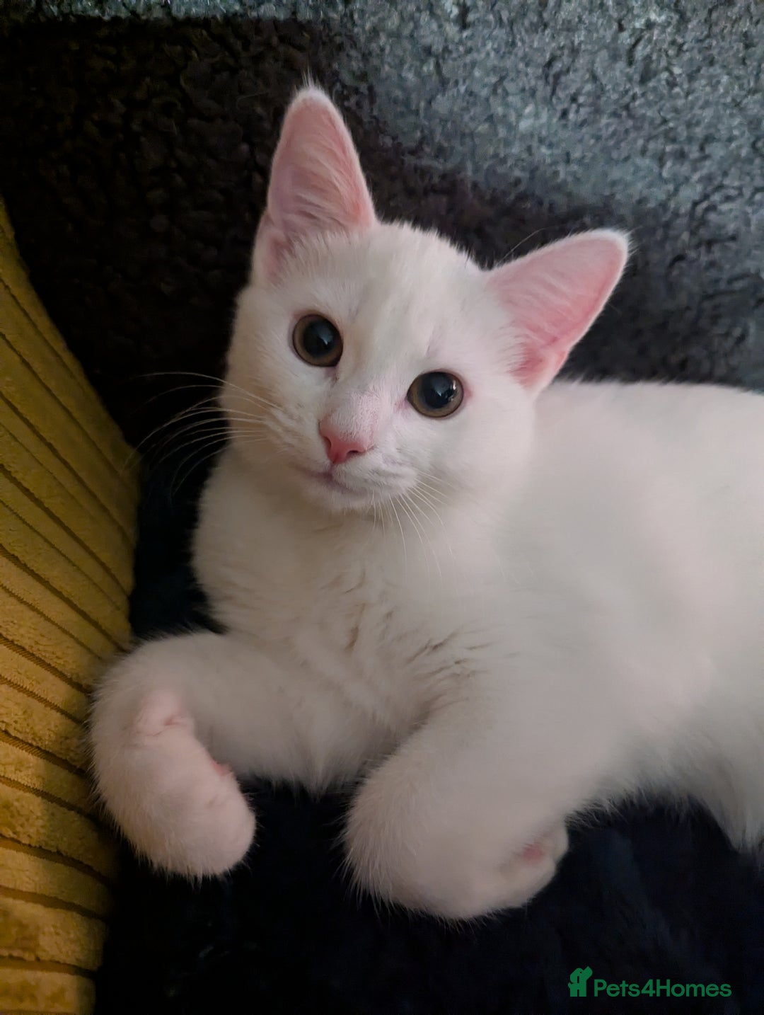 Domestic Shorthair cats for sale: Heartbreaking Rehome-18 month old Pure White Cat x - Image 29