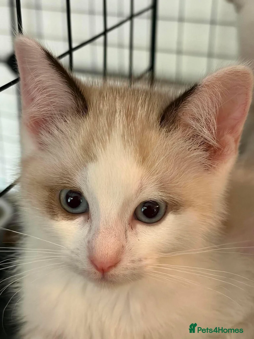 Ragdoll cats for sale: CROSS ragdoll kittens - Advert 6