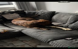 Mixed Breed dogs for sale: Beautiful dog in need of forever loving home - Advert 4