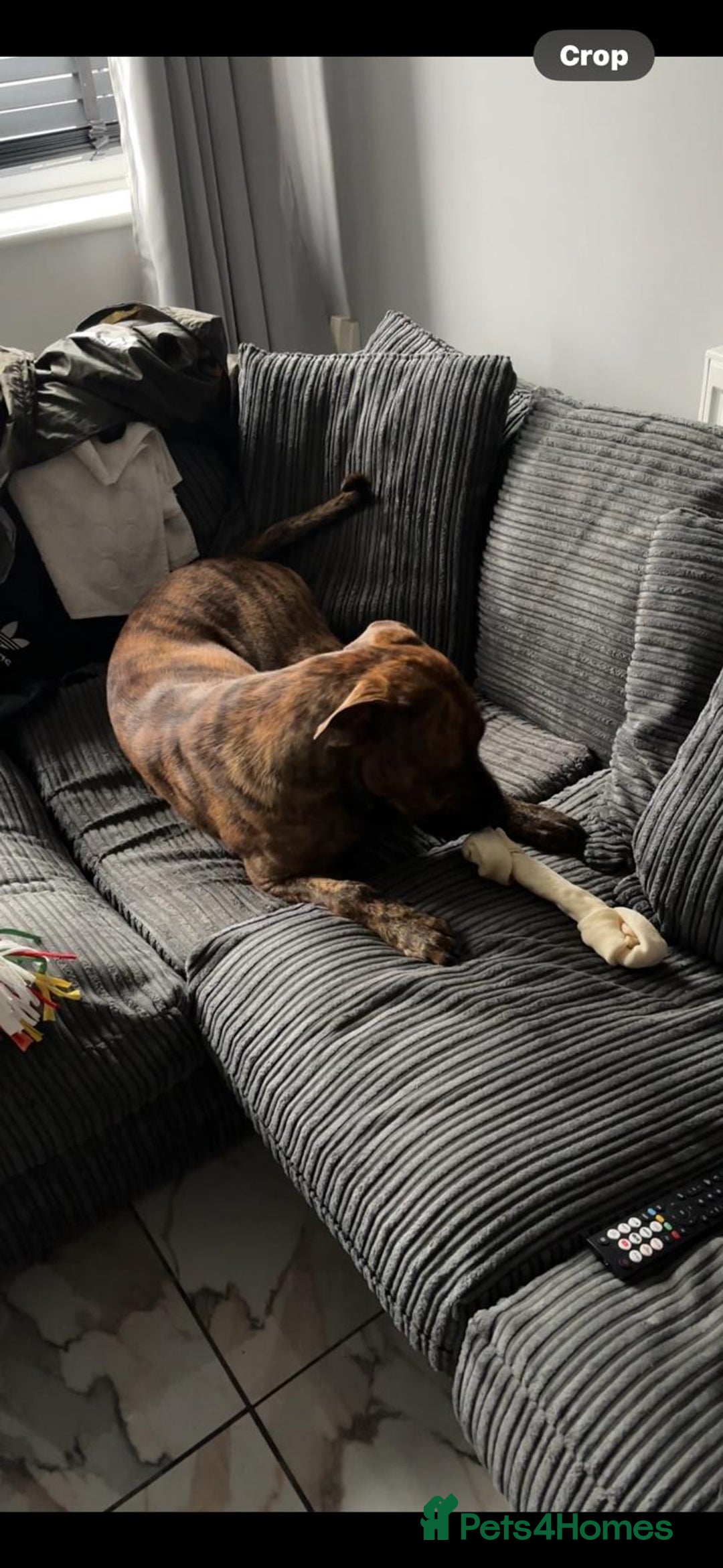 Mixed Breed dogs for sale: Beautiful dog in need of forever loving home - Advert 4