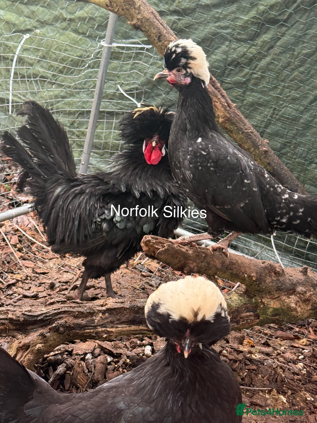 Chickens poultry for sale: Polish breeding group 8 hens 2 male  - Advert 5