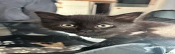 Mixed Breed cats for sale: Mixed gender black kittens  - Advert 12