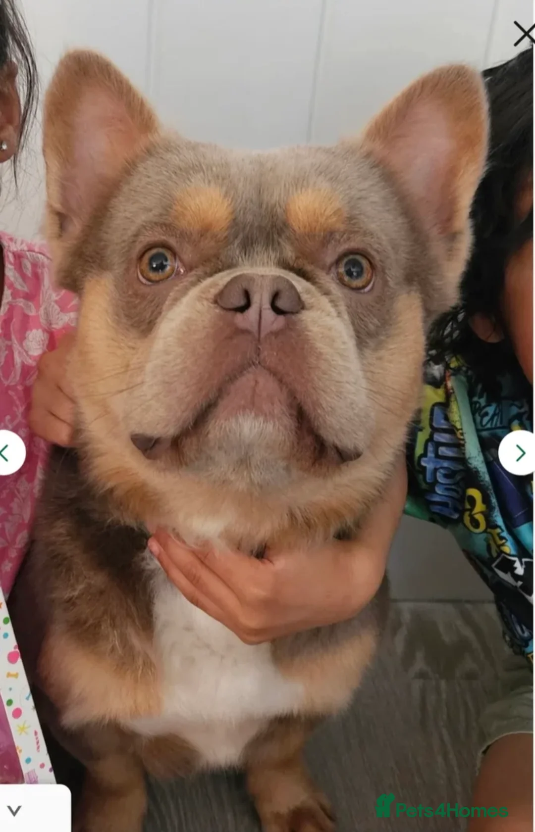 French Bulldog dogs for stud: Fluffy French bulldog (lion Maine) - Advert 2