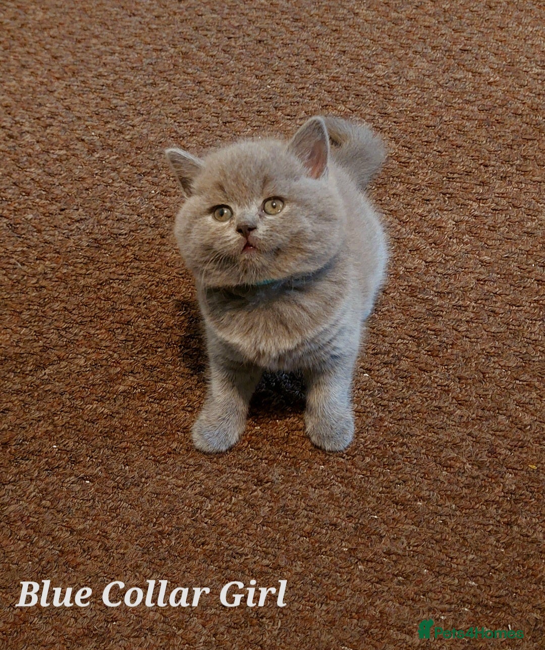 British Shorthair cats ⭐️ GCCF Registered British Shorthair Kittens ⭐️ - Advert 2