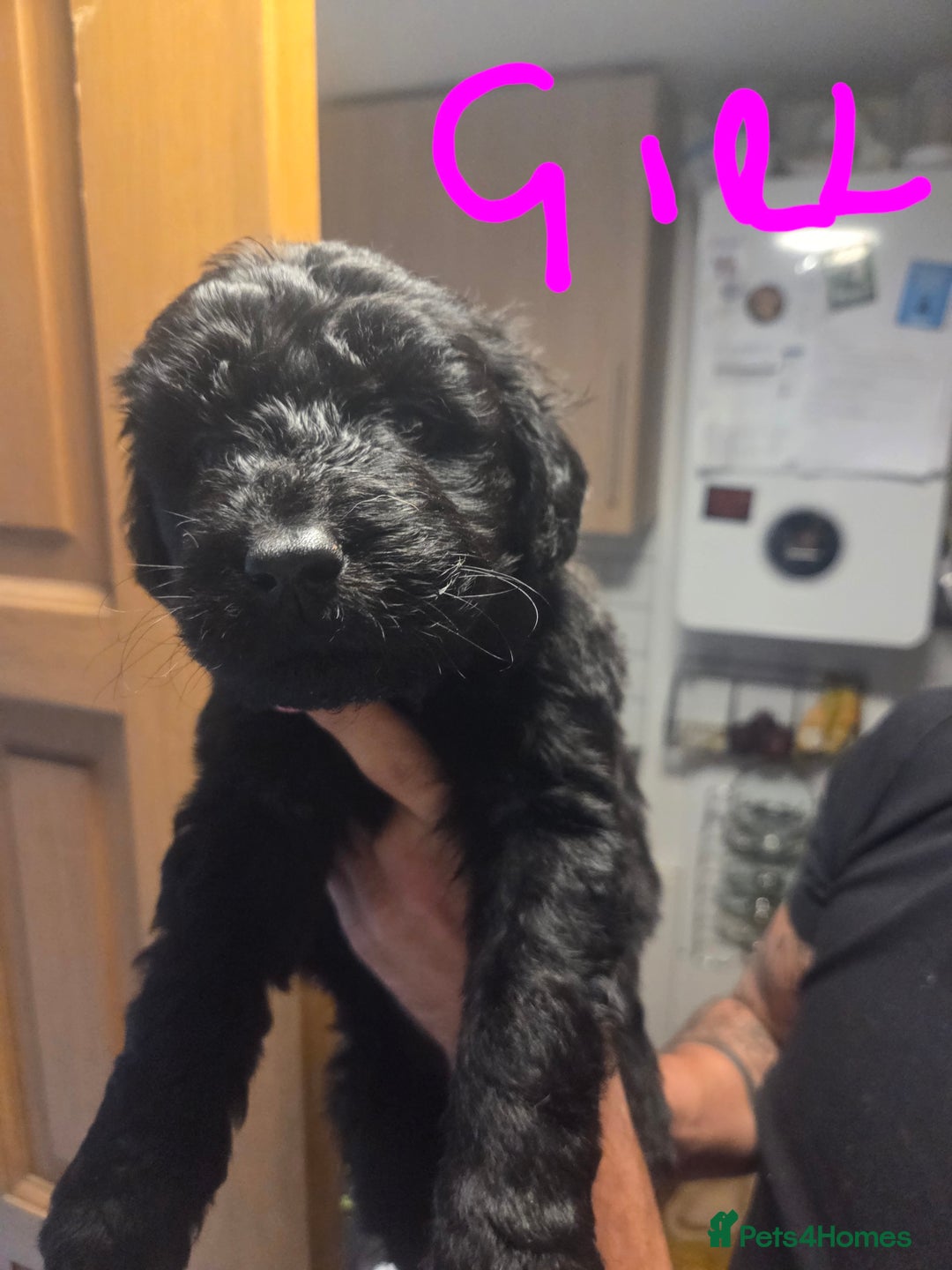 Labradoodle dogs for sale: 6x male 2x female labradoodle puppies - Image 8