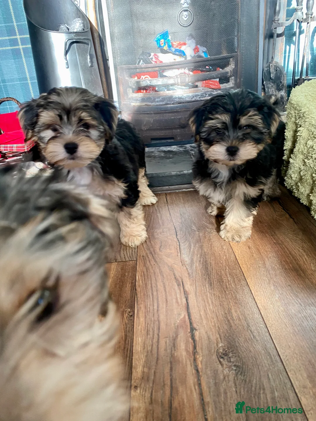Morkie dogs for sale: Morkie puppies  - Advert 4