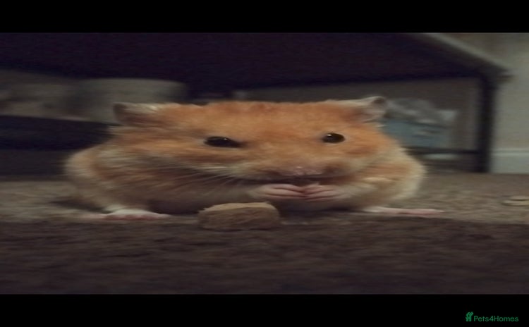 Hamster rodents - Advert 1