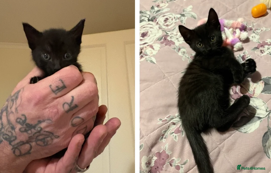 Mixed Breed cats for sale: Last Two Small Babies - Advert 9