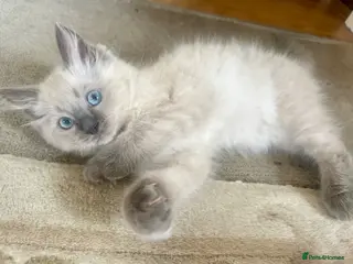 Ragdoll cats Pure Blue Ragdoll kittens - Advert 1