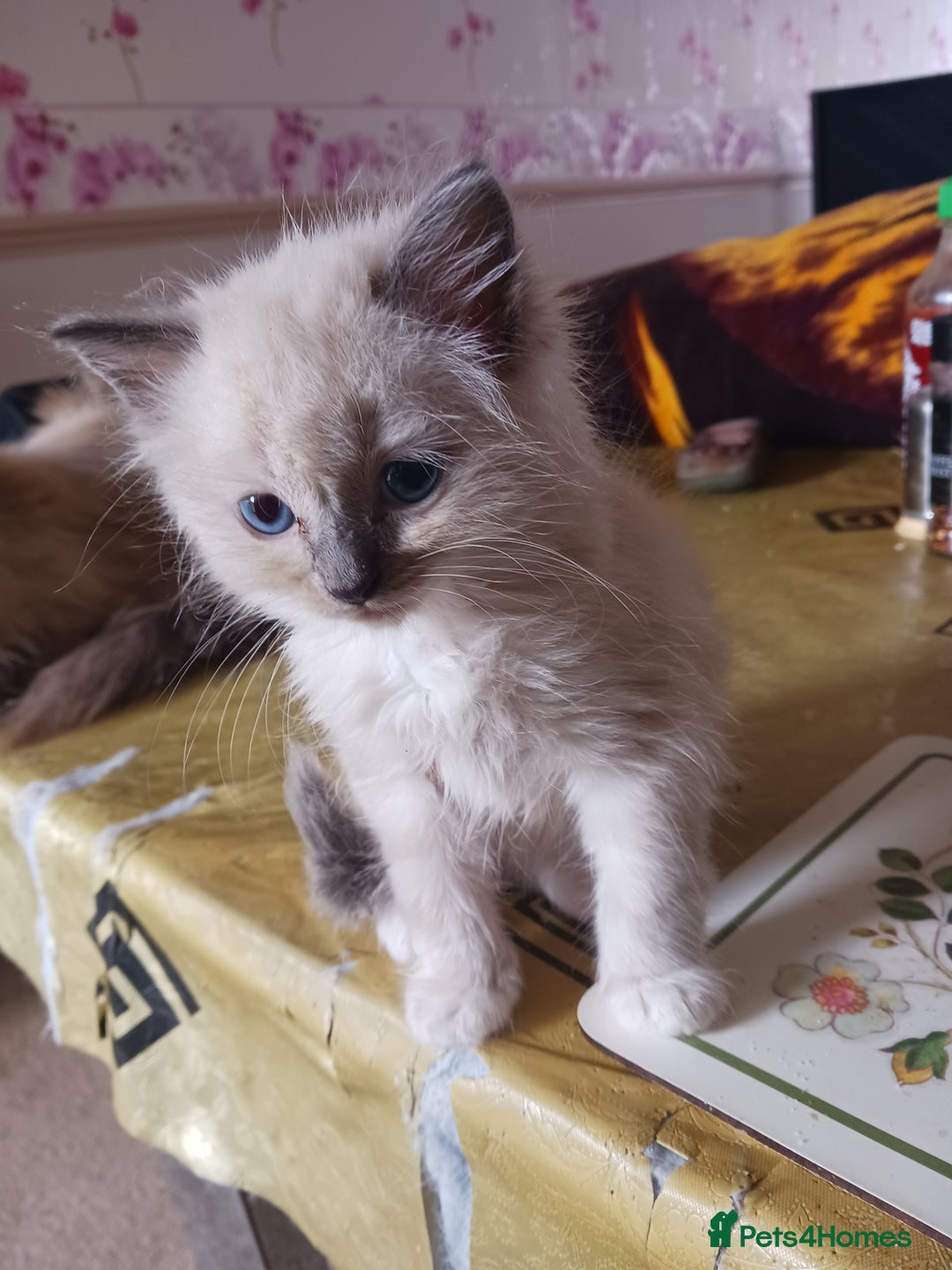 Ragdoll cats for sale: CUTE RAGDOLL KITTENS  - Image 21
