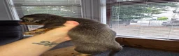 Miniature Dachshund dogs for sale: Adorable minature Dashounds - Advert 19