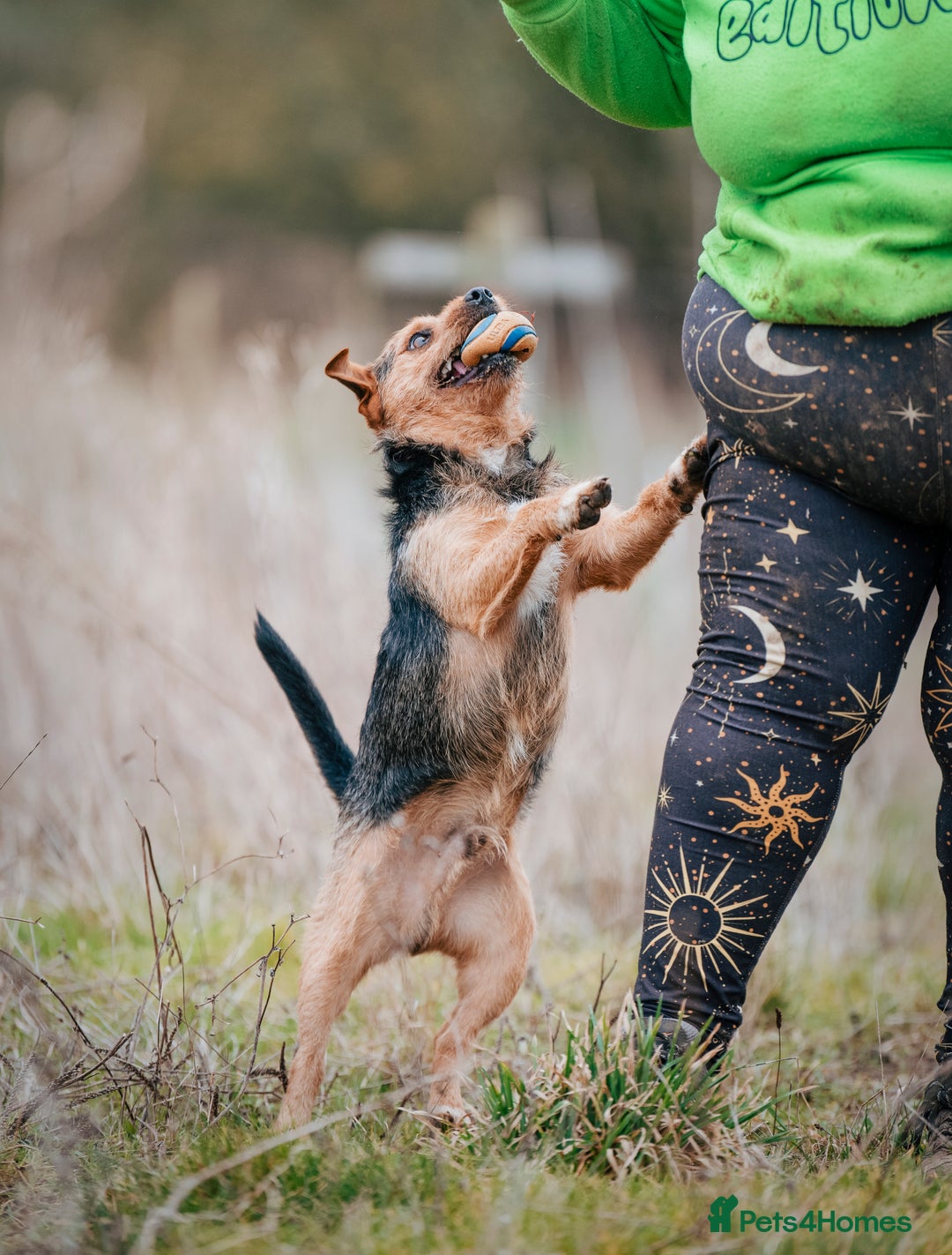 Patterjack dogs for stud: Jack Russell cross Patterdale for stud - Image 4