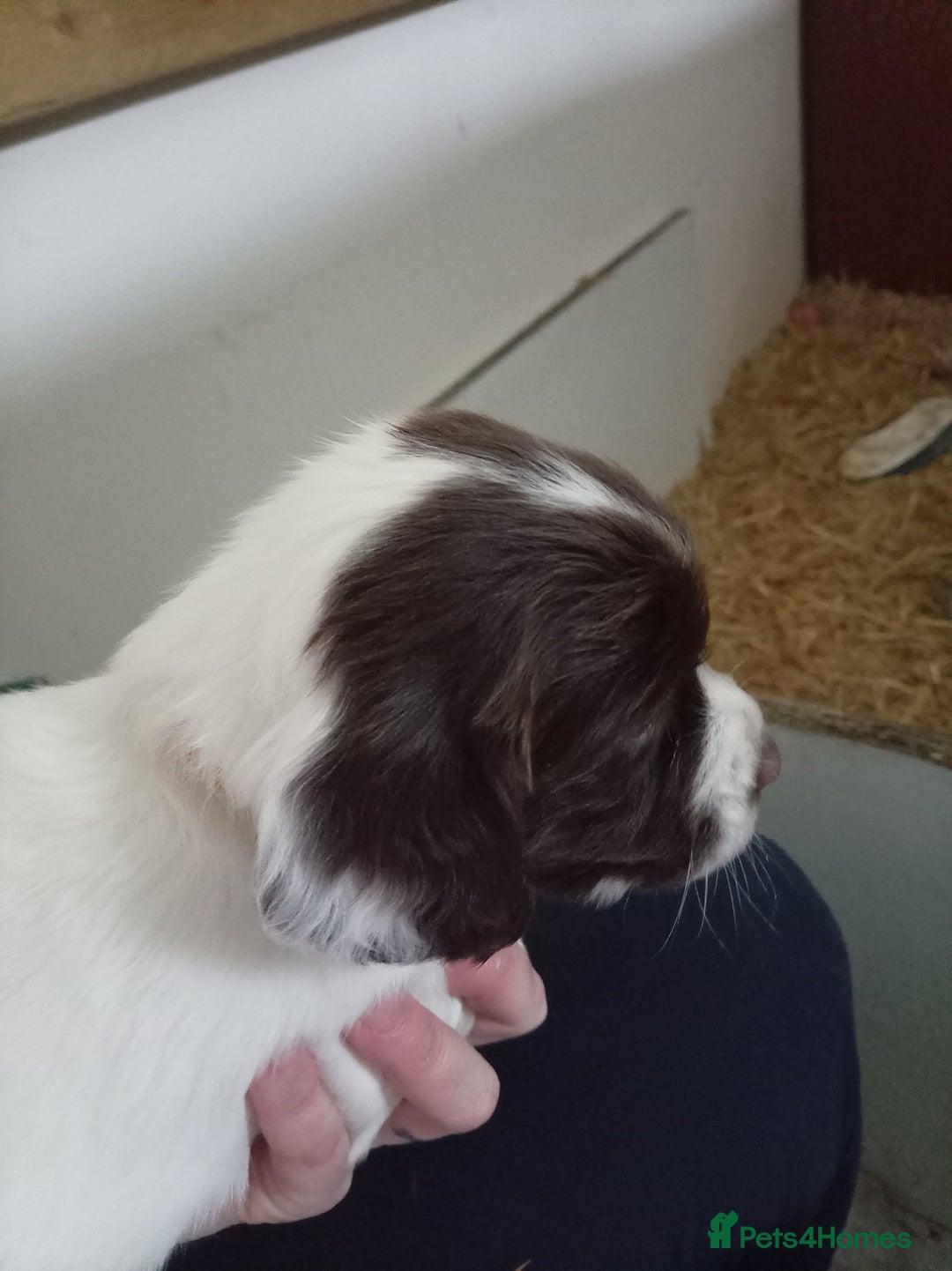 English Springer Spaniel dogs for sale: KC Reg English Springer Spaniels - 2 girls left - Advert 15