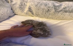 Dachshund dogs for sale: Dapple Dachshund Puppies - Image 15
