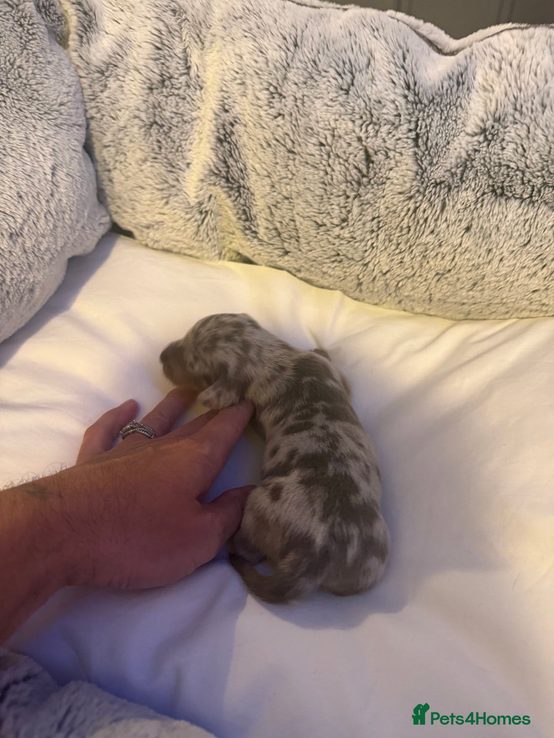 Dachshund dogs for sale: Dapple Dachshund Puppies - Image 15