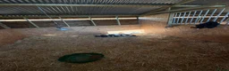Pig livestock for sale: Miniature pet piglets - Advert 7