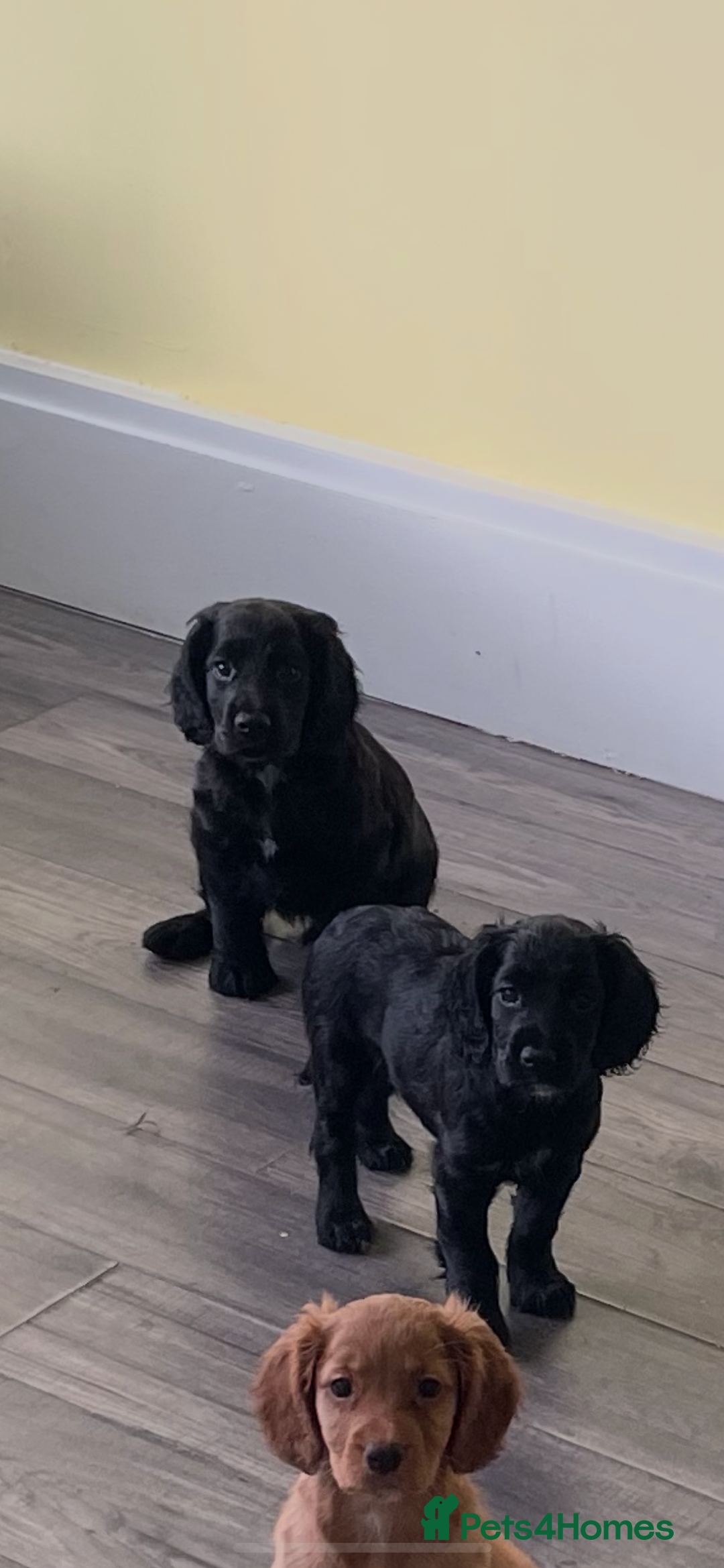 Cocker Spaniel dogs for sale: KC registered cocker spaniel puppies for sale  - Advert 6