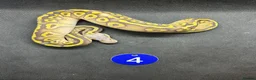 Python Snake reptiles for sale: Royal pythons  - Advert 4
