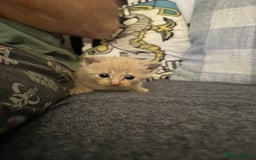 Mixed Breed cats for sale: Little boy  - Advert 9