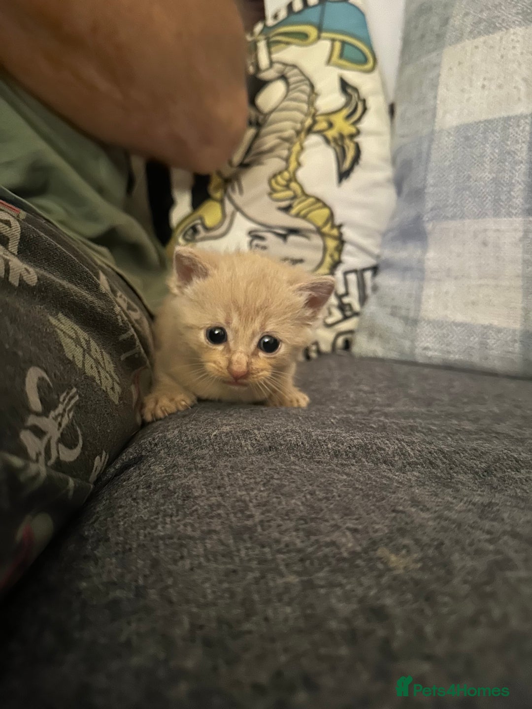 Mixed Breed cats for sale: Little boy  - Advert 9