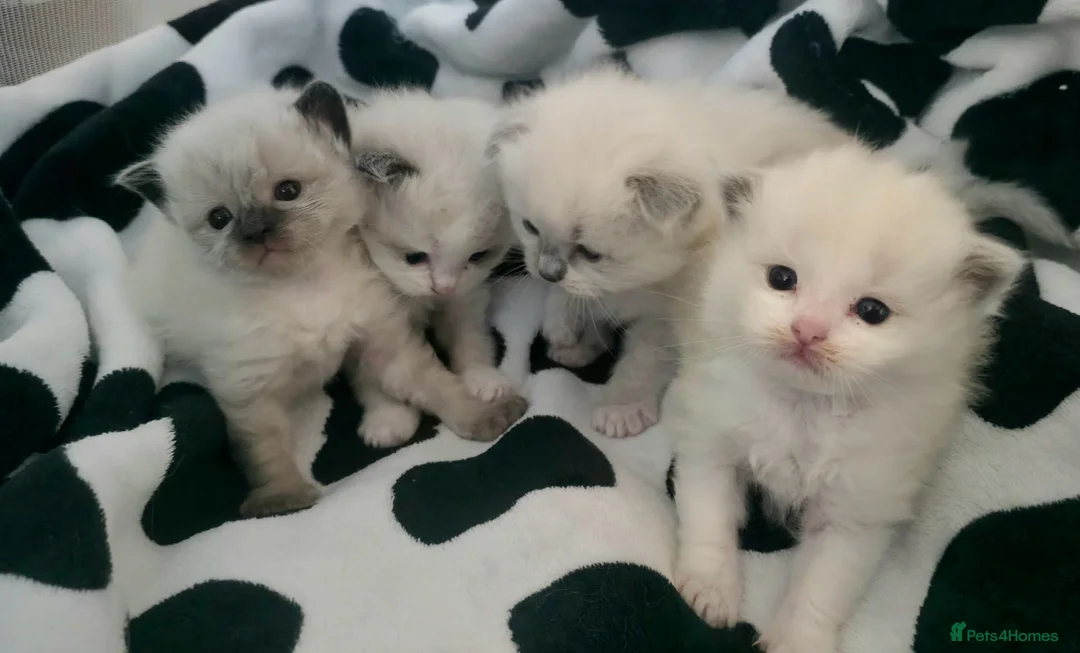 Ragdoll cats for sale: Pure Ragdoll kittens - Advert 24